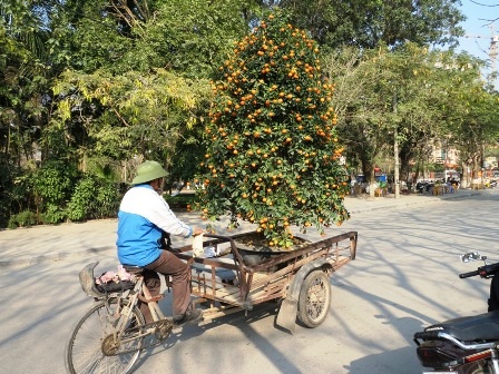 Cây cảnh Tết có giá trị lớn nên việc vận chuyển phải hết sức cẩn thận.