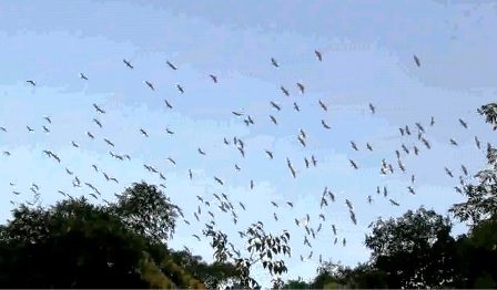 Lão nông từ chối 4 tỷ đồng, quyết giữ đồi cò - 1 Từng đàn cò bay rợp cả một khoảng trời
