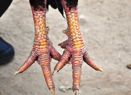  Chân gà Móng rất to, vảy xếp đều, k