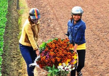 Không chỉ người trồng hoa vui mừng, thương lái cũng hài lòng vì hoa đẹp.