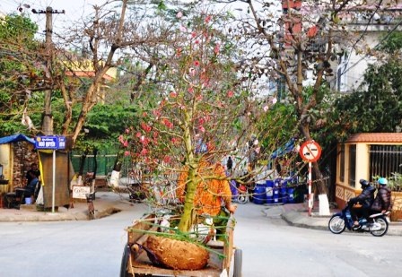 Mang xuân về nhà.