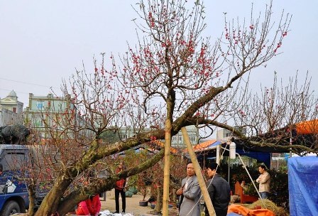 Gốc đào vận chuyển từ Sơn La về có giá gần 30 triệu đồng. (Ảnh: Thủy Tùng).