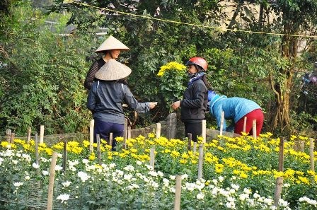 Nhiều thương lái tìm về làng hoa Phù Vân mua hoa.
