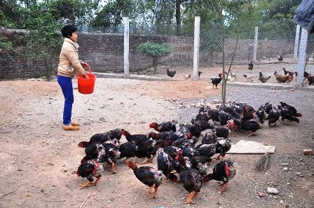  Gà Móng Sách đỏ có sức đề kháng khá tốt, cách chăm sóc cũng không mất nhiều công sức.