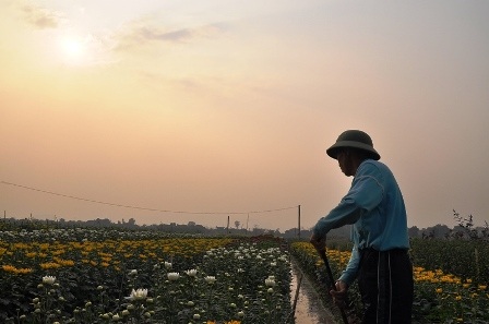Người dân hối hả tưới nước cho hoa khoe sắc.