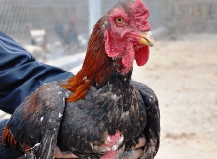  Trung bình gà Móng nuôi từ 6 – 7 tháng là có thể bán được.