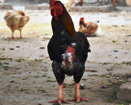 Mỗi con gà trưởng thành có thể đạt trọng lượng 3,5 đến 4kg.