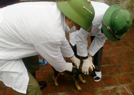 Thanh Hóa: Thêm 1 trường hợp tử vong vì bệnh dại - 1 Cơ quan chức năng tiến hành tiêm vắc xin phòng bệnh dại trên đàn chó