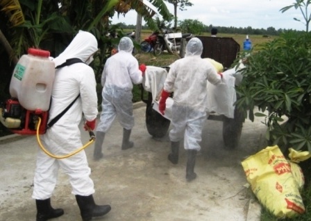 Vận chuyển gia cầm bị dịch đi tiêu hủy.