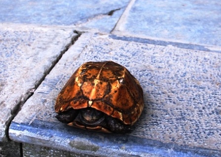 Con rùa có gộp màu vàng và nặng gần 700gram.