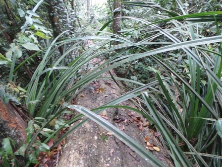 Những cây gỗ có đường kính khoảng 50cm, dài hơn chục m đã bị đốn hạ còn nằm lại trong rừng.