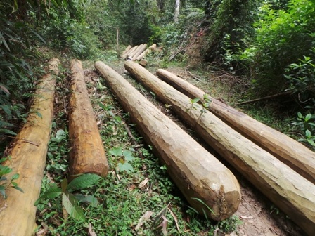 Gỗ được tập kết ra gần bìa rừng.