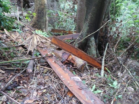 Gỗ được xẻ ngay giữa rừng.