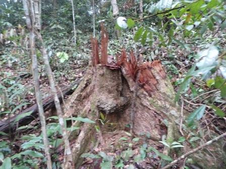 Khu vực bị tàn phá nằm trong rừng phòng hộ.