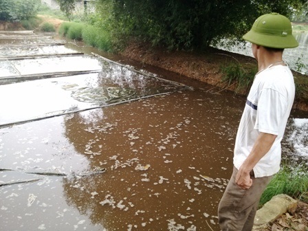 Hàng trăm người dựng lều bao vây trang trại lợn - 10 Hệ thống mương máng và những hồ nước ô nhiễm khắp nơi trong trang trại.