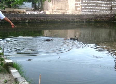 Vị trí ao nước ở thôn 8, xã Đông Thịnh, huyện Đông Sơn - nơi đối tượng vứt tang vật gây án.