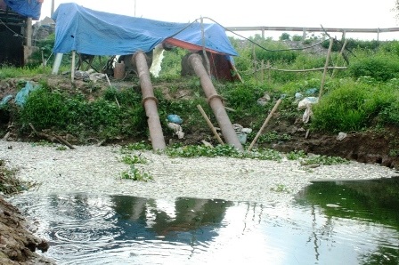  Cá chết trôi dạt vào đoạn bơm nước