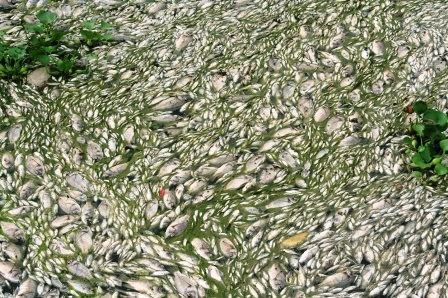 Cá chết la liệt trên một khoảng mặt nước sông Nhuệ.