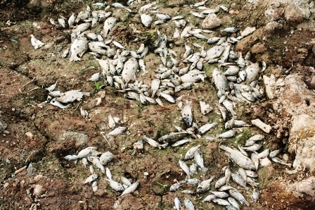 Nhiều đoạn, sau khi nước rút cá chết khô sau 2 ngày nắng nóng.