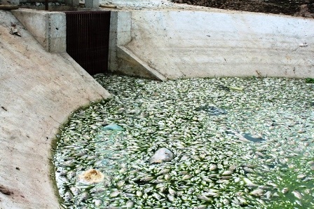  Đoạn làm công trình trạm bơm, cá trôi lềnh bềnh.