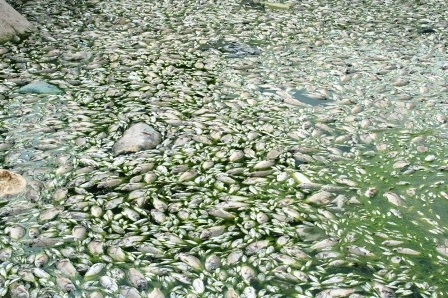 Cá chết cùng với rác thải khiến mùi hôi thối càng đậm đặc.