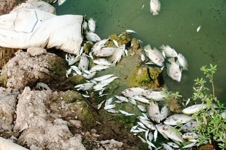 Cá chết cùng với rác thải khiến mùi hôi thối càng đậm đặc.