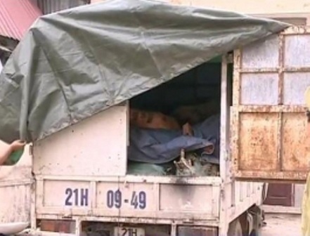 Tiêu hủy hơn 1 tấn mỡ, xương và sừng trâu đang phân hủy