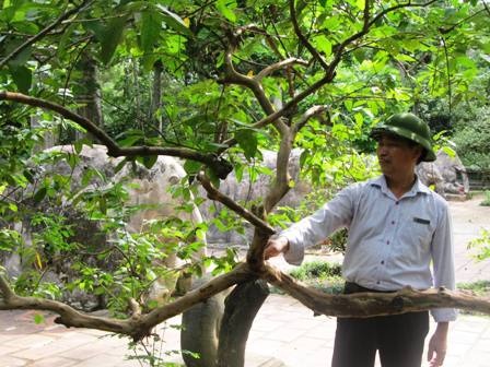 Ông Trịnh Đình Dương thử cù nhẹ vào cây ổi thì cây ổi cười