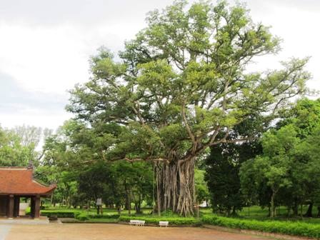 Cây Đa thị có đường kính lớn nhất trong khu Lam Kinh, cây đa phát triển ôm trọn cây thị