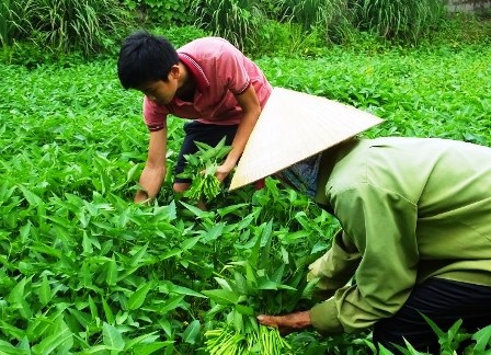 Kim Anh thường giúp mẹ hái rau muống đi chợ bán.