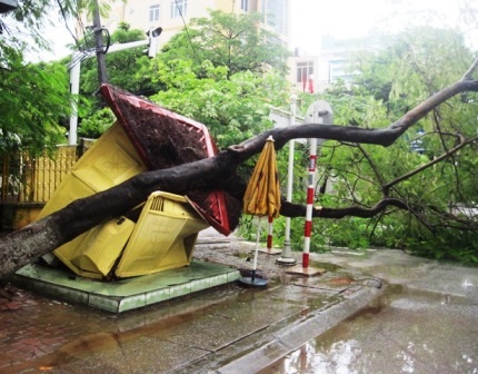 Cây phượng hàng chục năm tuổi bống nhiên đổ xuống chắn ngang đường.