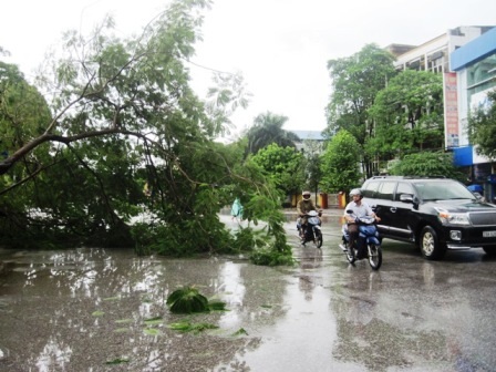 Cây phượng hàng chục năm tuổi bống nhiên đổ xuống chắn ngang đường.