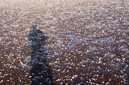  Ngao chết trắng như vỏ trấu ở xã Đông Minh, huyện Tiền Hải.