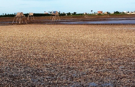 Ngao chết hàng loạt không kịp xử lý nên môi trường bị ảnh hưởng.