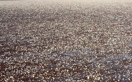 Ngao chết hàng loạt không kịp xử lý nên môi trường bị ảnh hưởng.