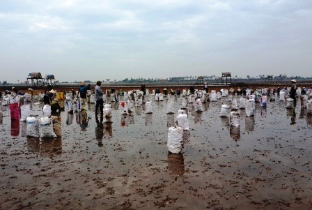 Người dân thu dọn ngao chết.