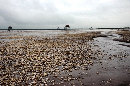 Tình trạng ngao chết cũng diễn ra ở huyện Thái Thụy.