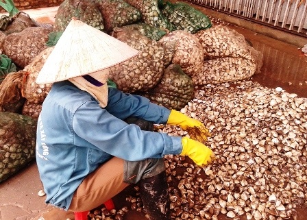 Người dân nuôi ngao khốn đốn vì ngao chết hàng loạt.