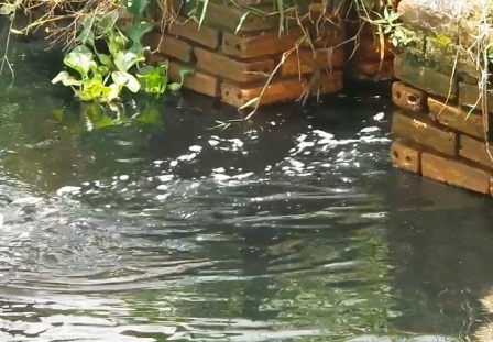 Khu vực cống Cửa Cầu nơi xả nước của nhà máy xử lý nước thải cụm CN An Xá đã qua xử lý?