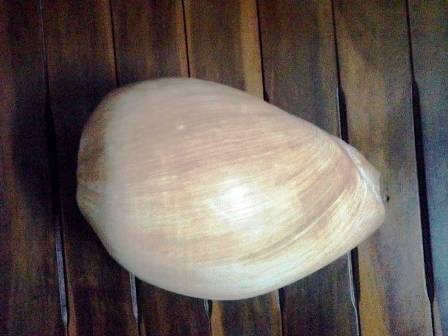 Kỷ vật sau những lần đi xây dựng công trình biển đảo là những con ốc biển.