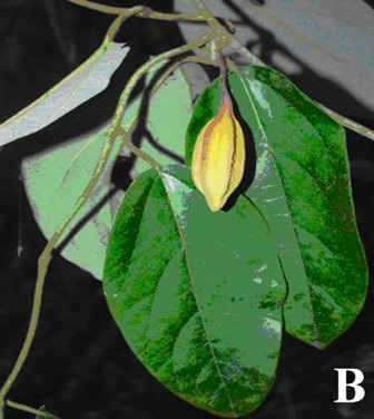 Phát hiện loài thực vật chưa từng ghi nhận trên thế giới tại Thanh Hóa - 2 Quả của loài Aristolochia xuanlienensis.