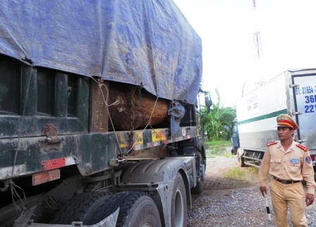 Bắt đoàn xe chở gỗ quá tải gần... 300%