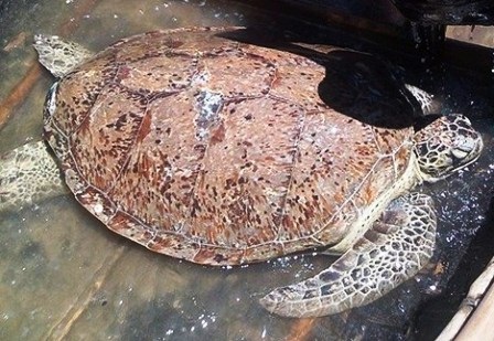 Thả rùa quý dài hơn 1m về biển - 1 Con rùa được thả về biển trong tình trạng sức khỏe tốt.