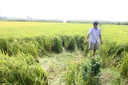 Vấp phải dây điện đứt, một người tử vong - 1 Hiện trường nơi bà Tựu bị điện giật tử vong