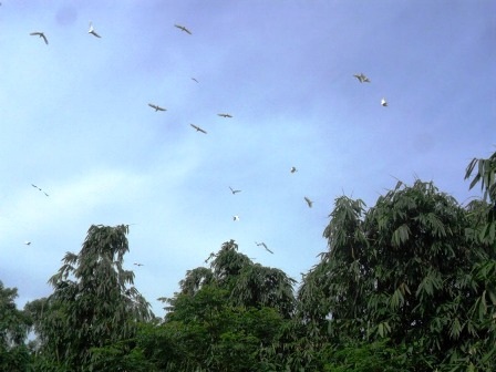 Đàn cò bay lượn trên khu vườn rộng 2ha của gia đình ông Tài.