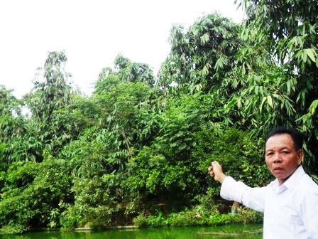 Ông Bùi Văn Tài đang chỉ khu vườn nhà nơi đàn cò trú ngụ.