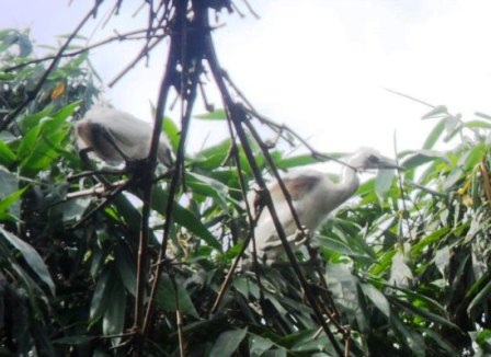 Để tạo không gian phát triển cho đàn cò, gia đình ông Tài trồng thêm tre và cây xanh cho cò làm tổ.