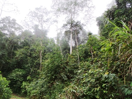 Rừng phòng hộ Sông Lò.