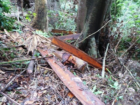 Cuối năm 2013, đầu năm 2014, rừng phòng hộ Sông Lò bị chặt phá tại nhiều khu vực.