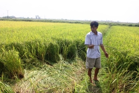  Đường dây bị đứt nằm dưới ruộng khiến bà Tựu gặp nạn.